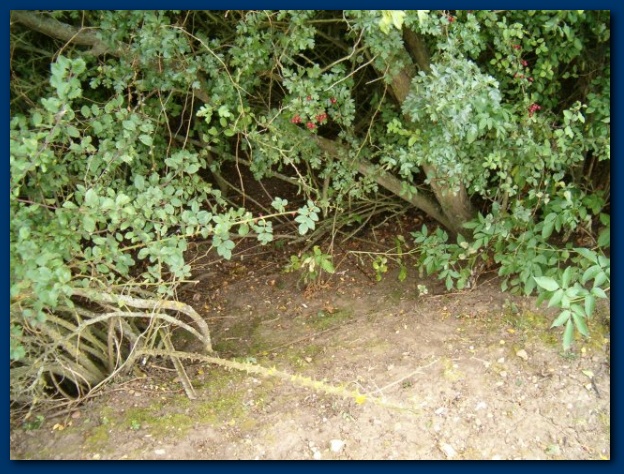 600x449 pixels (176K)